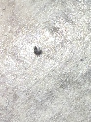 Carpet beetle (larva)