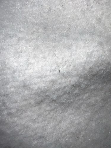 Fungus Gnat (likely)