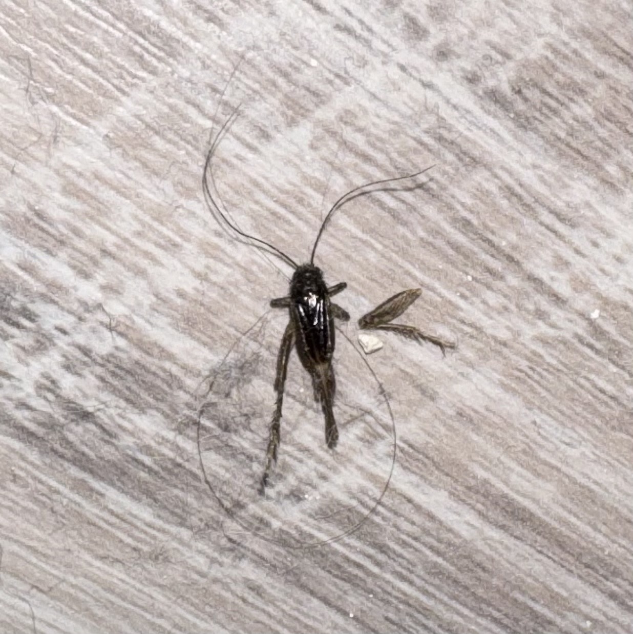 Field Cricket
