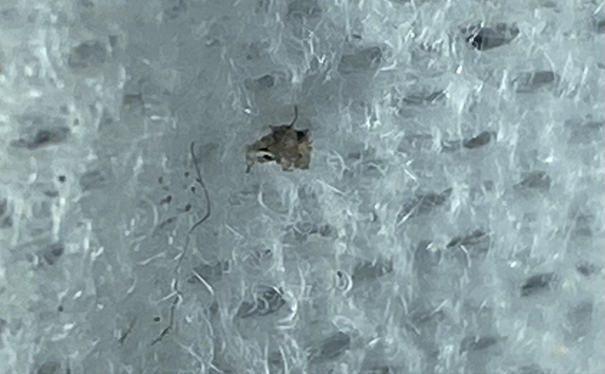 Debris-carrying Lacewing Larva (Junk Bug)