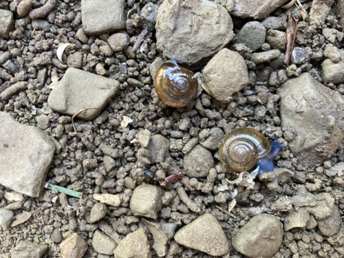 Terrestrial Snail (Land Snail)