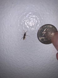 Non-biting Midge