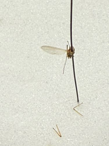 Midge