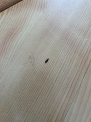 Black Carpet Beetle Larva