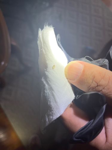 Case-bearing Clothes Moth