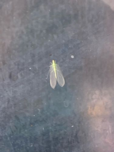 Ant alate (winged ant)