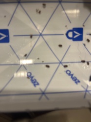 Sawtoothed Grain Beetle