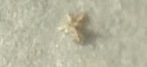 Junk Bug (Lacewing Larva)