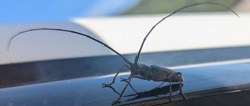 Longhorn Beetle