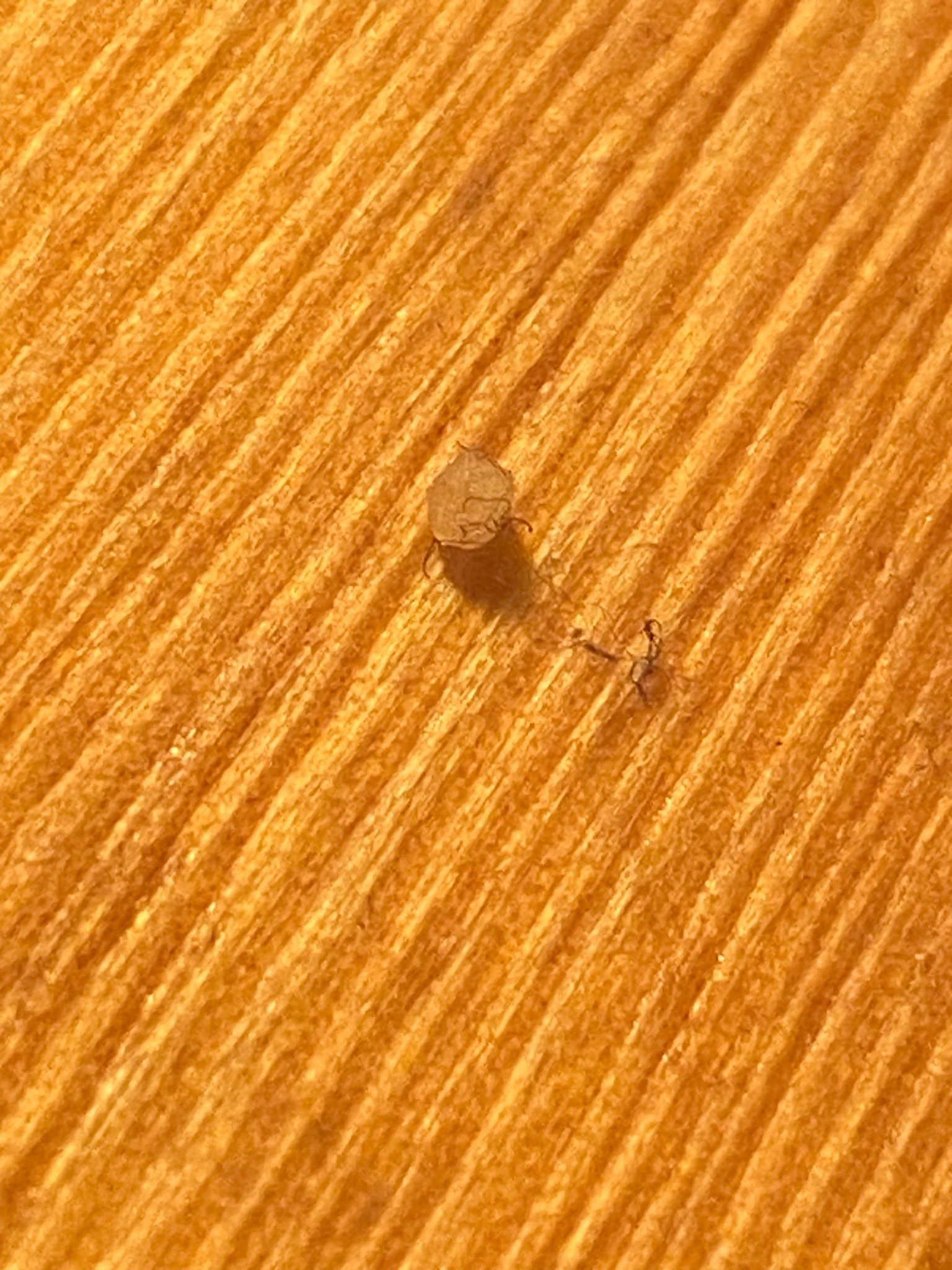 Brown Marmorated Stink Bug