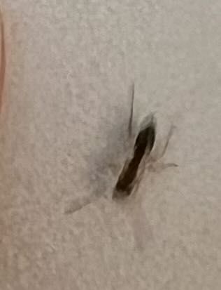 German Cockroach (Nymph)