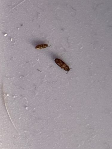 Drugstore Beetle