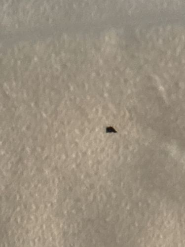 Unknown tiny speck