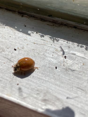 Asian Lady Beetle (immaculate/spotless form)