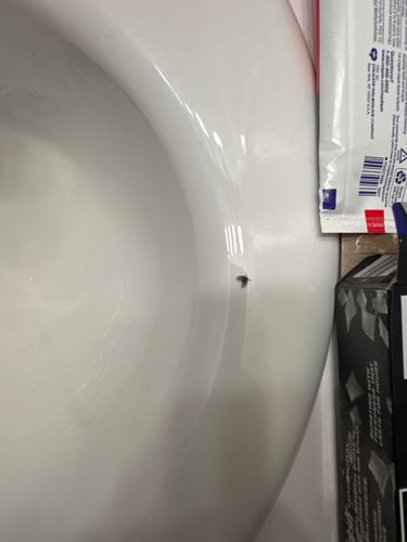 Drain Fly (or Moth Fly)