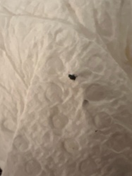 Fungus Gnat (likely)