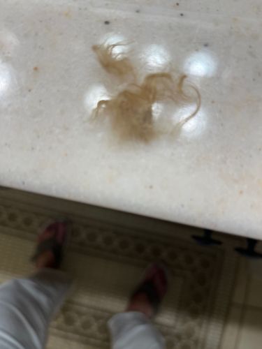 Indian Meal Moth (Pantry Moth)