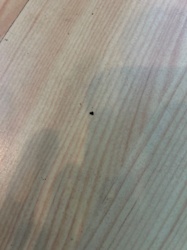 Indeterminate Speck / Debris