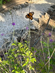 Monarch Butterfly