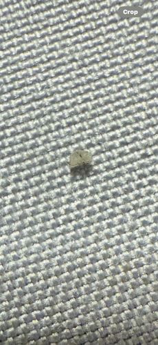 Case-bearing Clothes Moth Larva