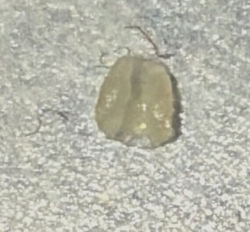 Plaster Bagworm