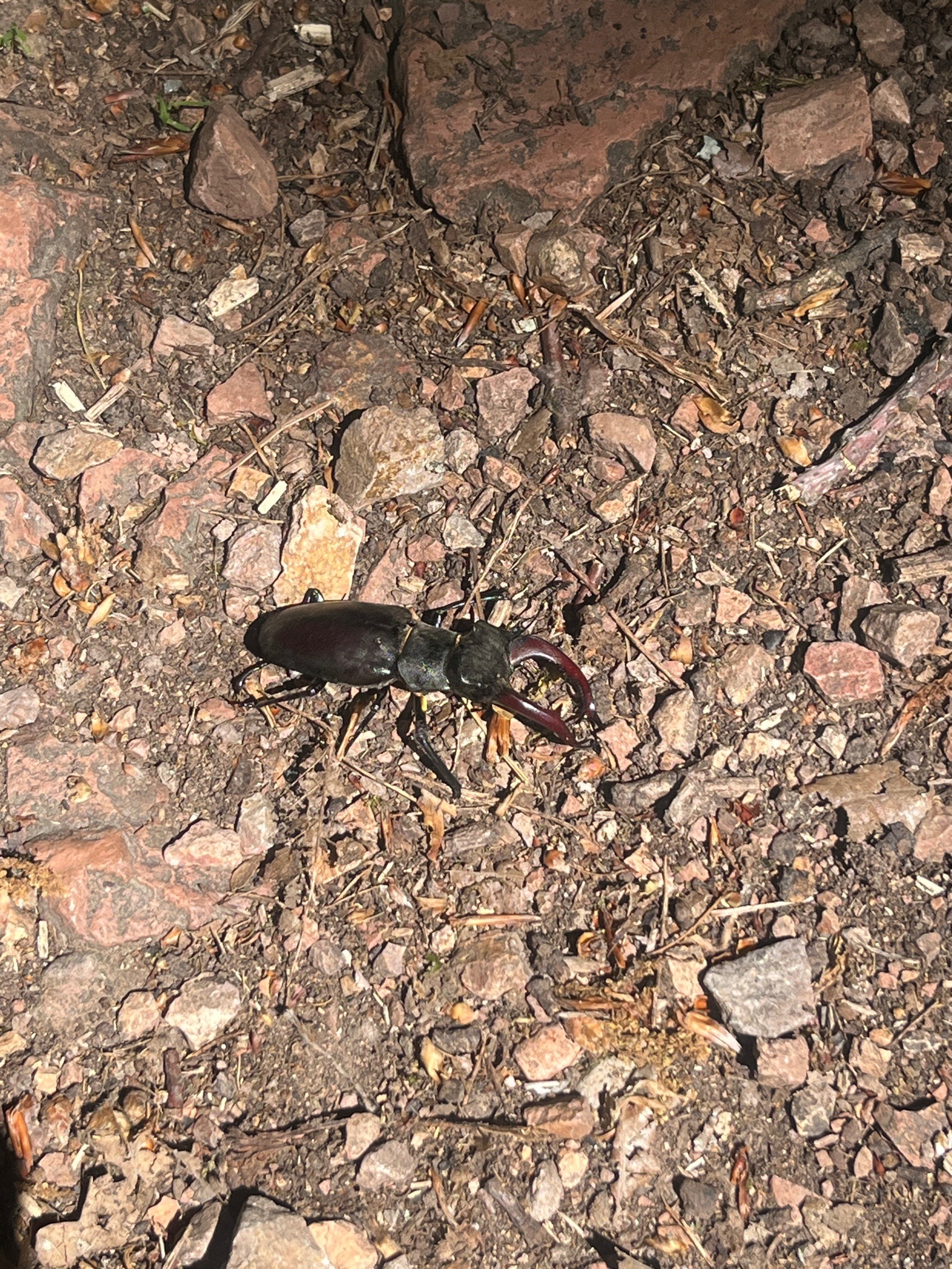 European Stag Beetle