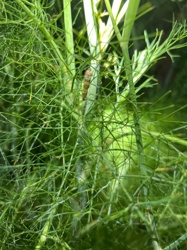 Eastern Black Swallowtail (young instar likely)