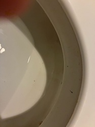 Drain Fly Larva (Psychodidae)