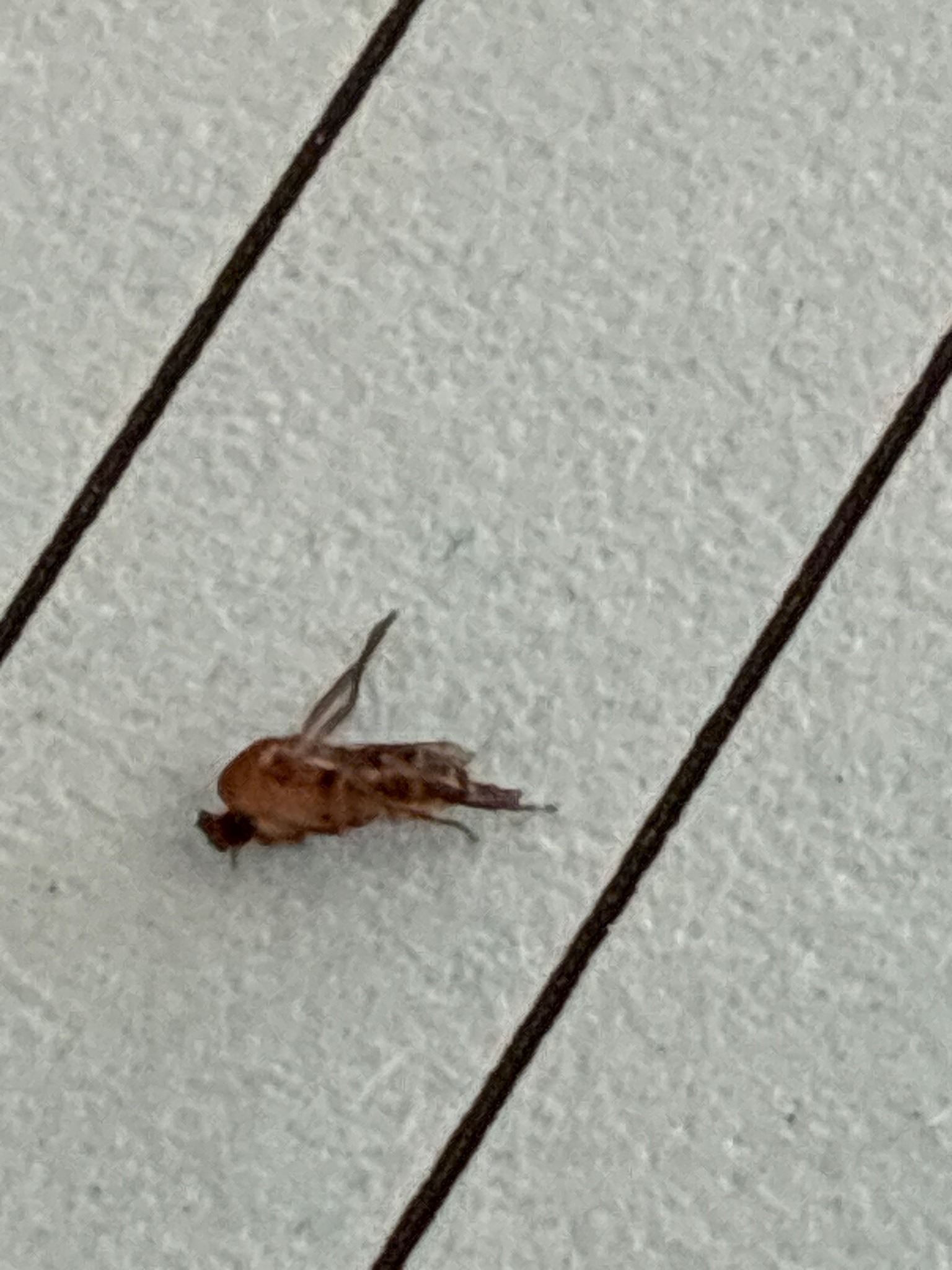 Fruit Fly (Common Fruit Fly)
