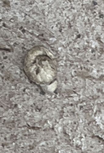 Lawn Prawn (Terrestrial Amphipod)