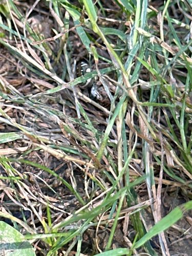 Sweat Bee or Halictid Bee