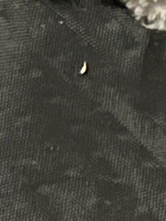 Case-bearing Clothes Moth Larva