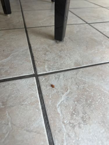 German Cockroach (likely a nymph)