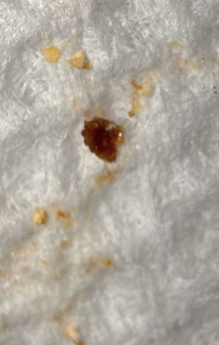 Bed Bug