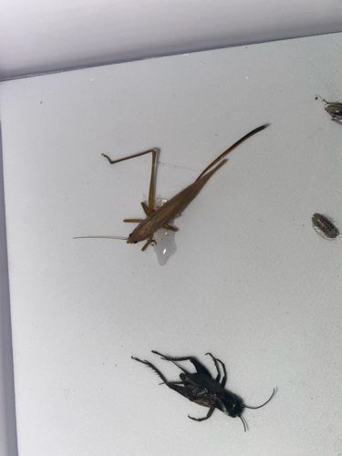 Field Cricket (black) and possibly a Katydid or Bush Cricket (tan)