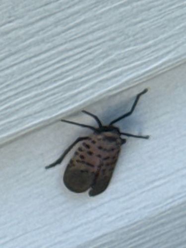 Spotted Lanternfly
