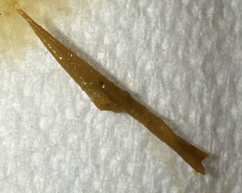 Land Planarian (Hammerhead Worm fragment or Soil Flatworm)