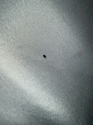 Carpet beetle (likely Black Carpet Beetle or Varied Carpet Beetle)