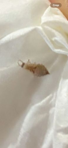 Antlion larva (or 'doodlebug')