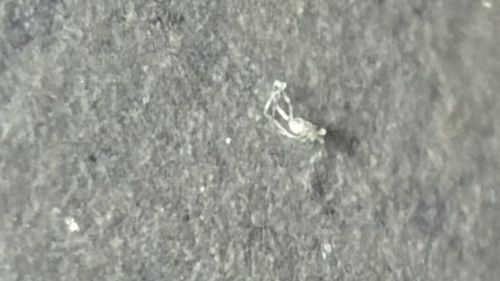 Lawn Prawn (or Landhopper)