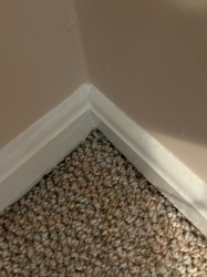 Carpet Beetle (likely Varied Carpet Beetle or Black Carpet Beetle)