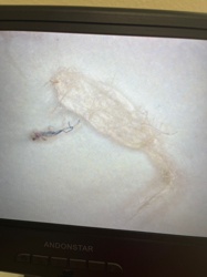 Carpet Beetle Larva (likely varied, common, or black carpet beetle)