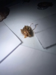 Cockroach (likely American or Oriental Cockroach)