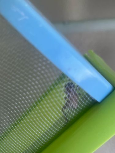 It is not possible to definitively identify the bug/insect from the provided image due to its blurry nature and the presence of interfering elements (mesh, plastic frames).