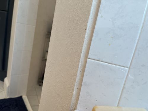 Mold Mites / Psocids (Booklice)