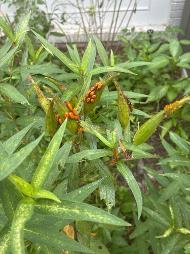 Large Milkweed Bug