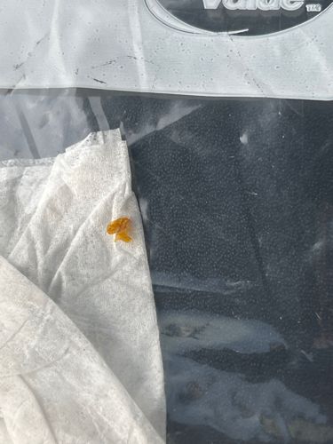 Bed Bug (Crushed)