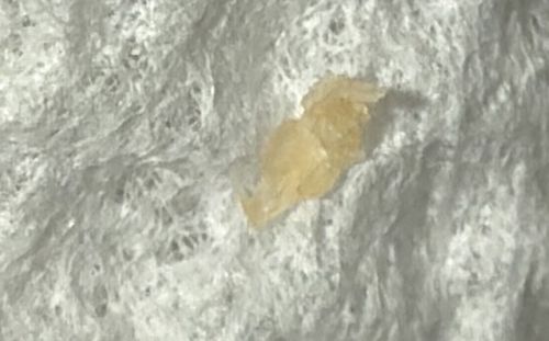 Bed Bug (Nymph or Cast Skin)