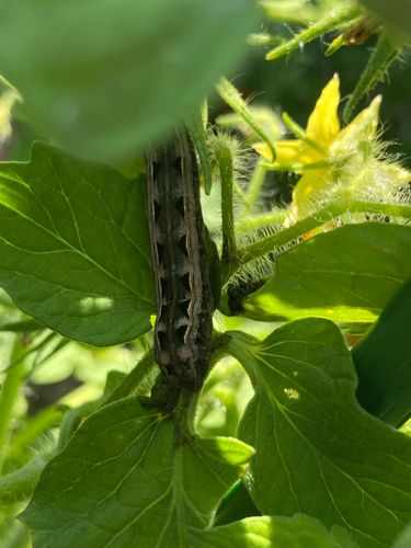 Tobacco Hornworm