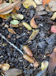 Earthworm Cocoon (possibly from a species of compost worm)